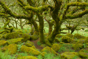 Spooky old oak forest with mossy rocks, Wistman's Wood, Dartmoor, Two Bridges, Princetown, Devon, South West England, England, United Kingdom, Europe Spooky old oak forest with mossy rocks, Wistman's Wood, Dartmoor, Two Bridges, Princetown, Devon, South West England, England, United Kingdom, Europe